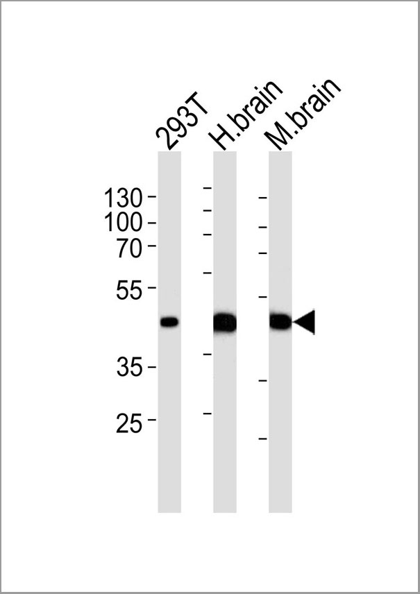 product-image-AAA28673_IHC7.jpg