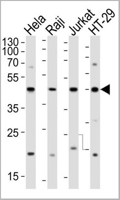 product-image-AAA28674_WB.jpg