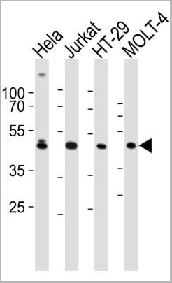 product-image-AAA28674_WB11.jpg