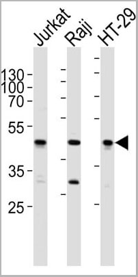 product-image-AAA28674_WB13.jpg