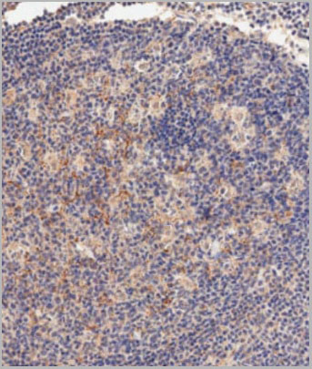 product-image-AAA28679_IHC7.jpg