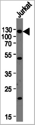 product-image-AAA28695_WB.jpg