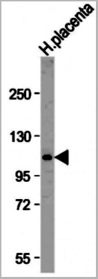 product-image-AAA28695_WB2.jpg