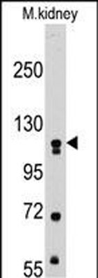 product-image-AAA28697_WB2.jpg