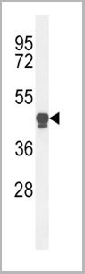product-image-AAA28698_WB5.jpg