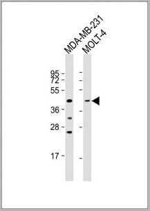 product-image-AAA28701_WB.jpg