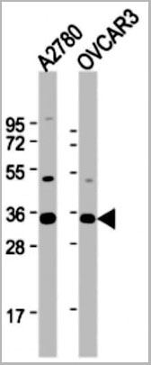 product-image-AAA28706_WB2.jpg