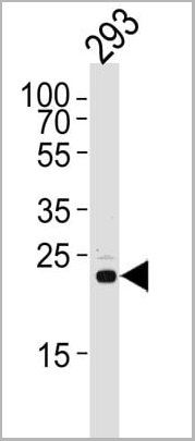 product-image-AAA28708_WB.jpg