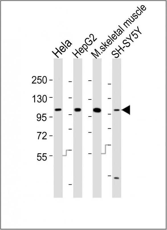 product-image-AAA28712_WB3.jpg