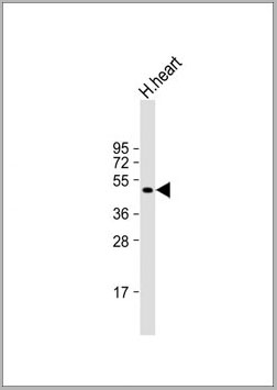product-image-AAA28713_WB2.jpg
