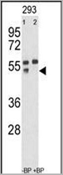 product-image-AAA28713_WB4.jpg