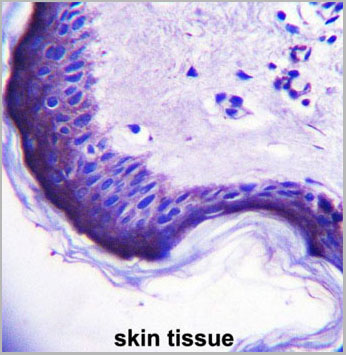 product-image-AAA28716_IHC2.jpg