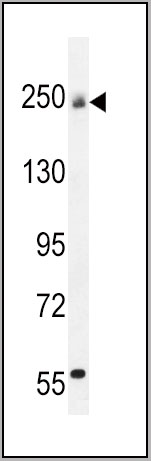 product-image-AAA28740_WB2.jpg