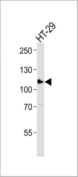 product-image-AAA28749_WB.jpg