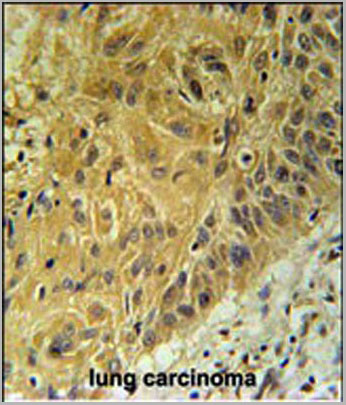 product-image-AAA28750_IHC3.jpg