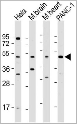 product-image-AAA28750_WB2.jpg