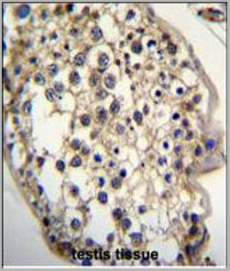 product-image-AAA28753_IHC3.jpg