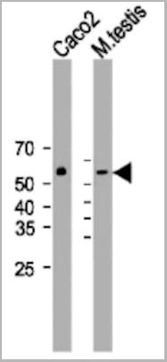 product-image-AAA28753_WB6.jpg
