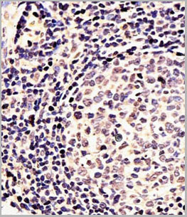 product-image-AAA28756_IHC5.jpg