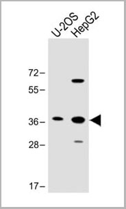 product-image-AAA28756_WB2.jpg