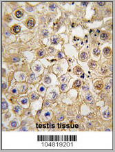 product-image-AAA28762_IHC4.jpg
