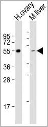 product-image-AAA28766_WB12.jpg