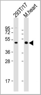 product-image-AAA28766_WB3.jpg