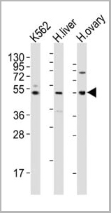 product-image-AAA28766_WB6.jpg