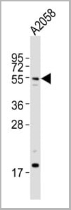 product-image-AAA28766_WB9.jpg