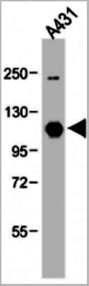 product-image-AAA28772_WB2.jpg
