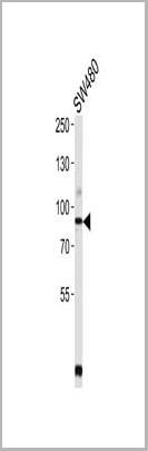 product-image-AAA28774_WB.jpg