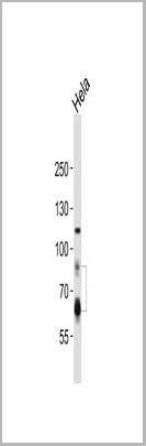 product-image-AAA28774_WB3.jpg