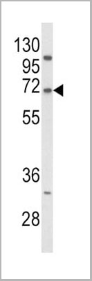 product-image-AAA28774_WB4.jpg
