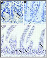 product-image-AAA28779_IHC2.jpg