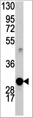 product-image-AAA28781_WB.jpg