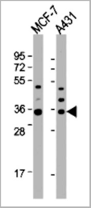 product-image-AAA28781_WB2.jpg