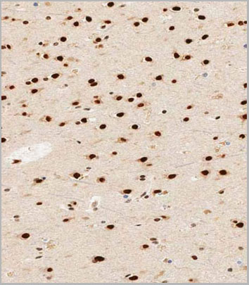 product-image-AAA28782_IHC6.jpg