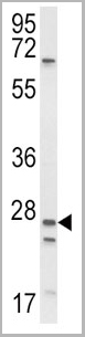 product-image-AAA28784_WB3.jpg