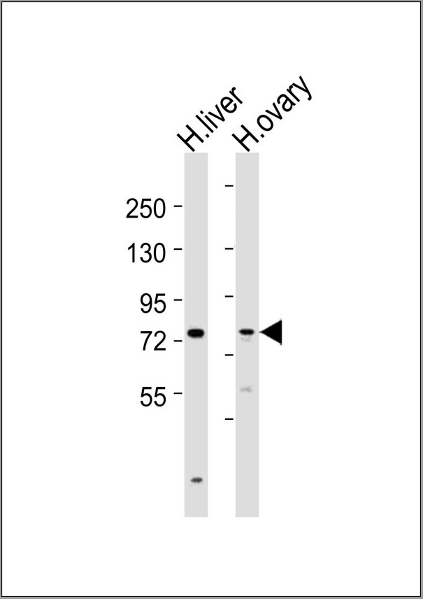 product-image-AAA28785_WB.jpg