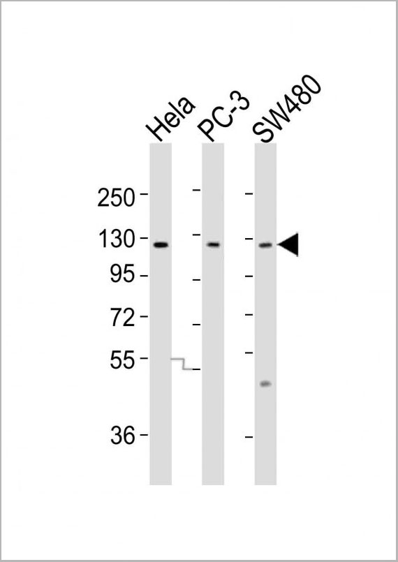 product-image-AAA28785_WB2.jpg