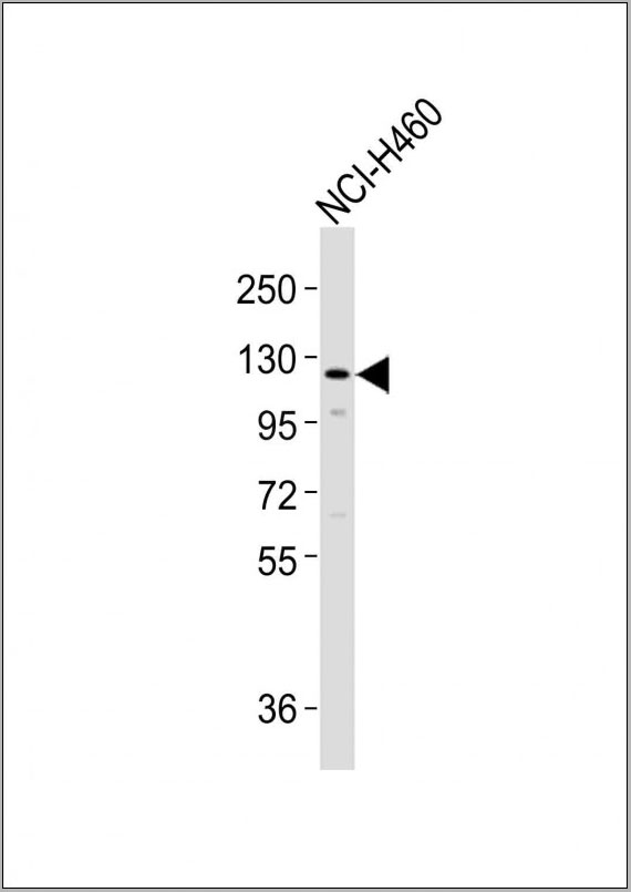 product-image-AAA28785_WB3.jpg