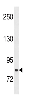 product-image-AAA28785_WB6.jpg