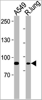 product-image-AAA28788_WB2.jpg