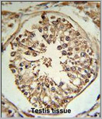 product-image-AAA28791_IHC3.jpg