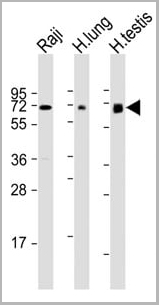 product-image-AAA28797_WB2.jpg