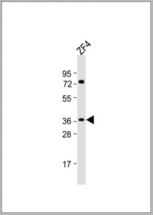 product-image-AAA28798_WB.jpg