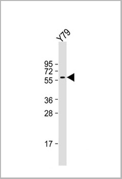 product-image-AAA28799_WB.jpg