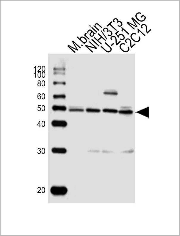 product-image-AAA28805_WB2.jpg