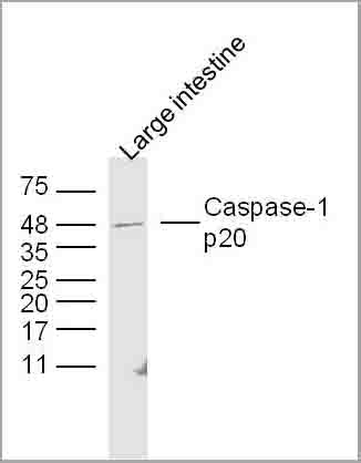 product-image-AAA28810_WB3.jpg