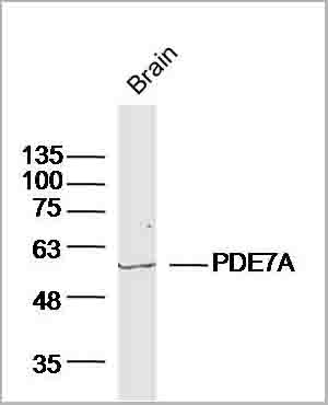 product-image-AAA28812_WB3.jpg